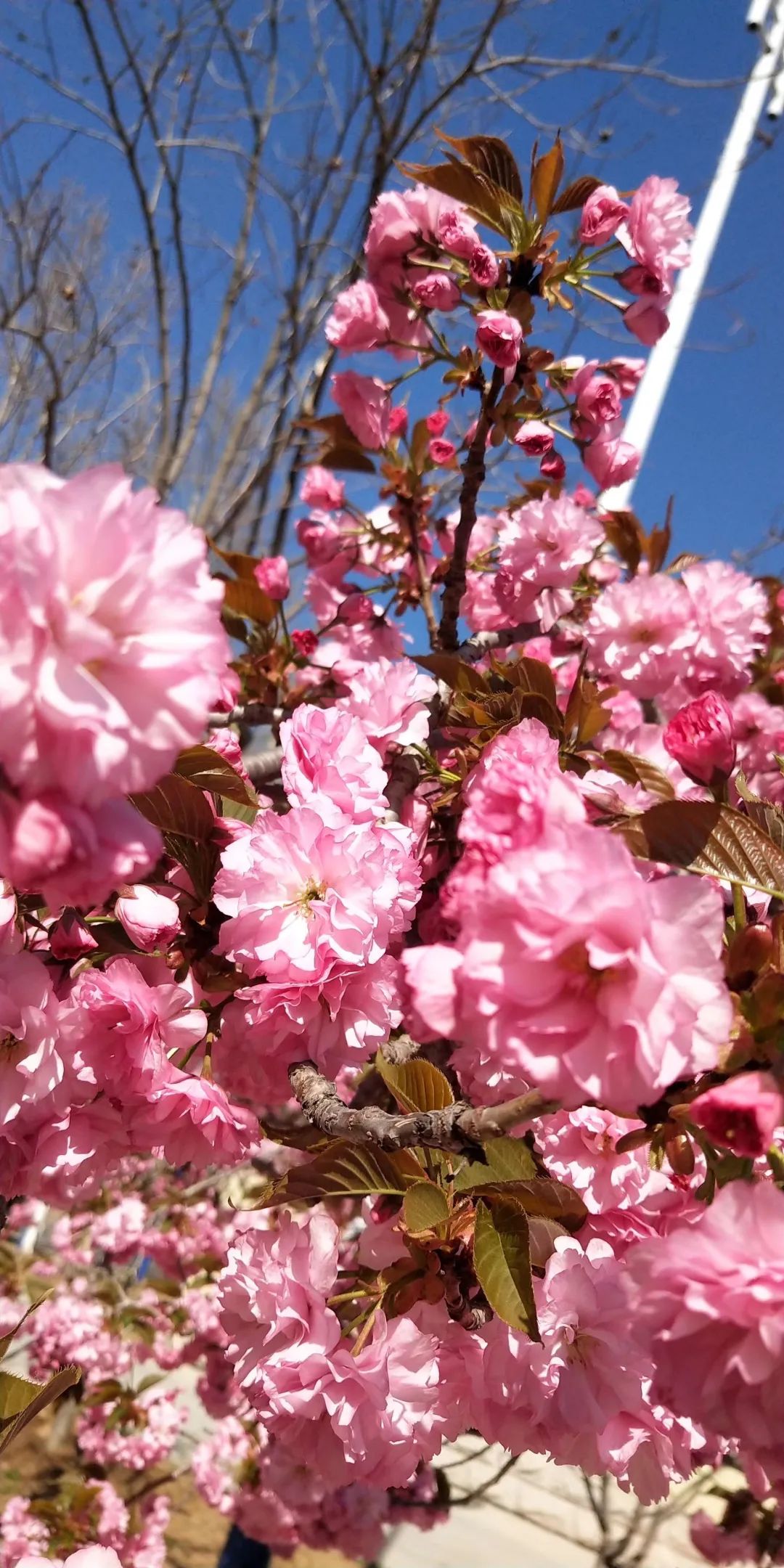 鲜美四季 | 莱阳濯村樱花节来了!邀您赴一场春暖花开
