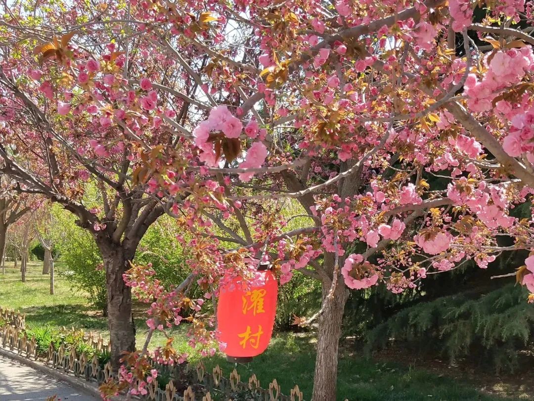 鲜美四季 | 莱阳濯村樱花节来了!邀您赴一场春暖花开