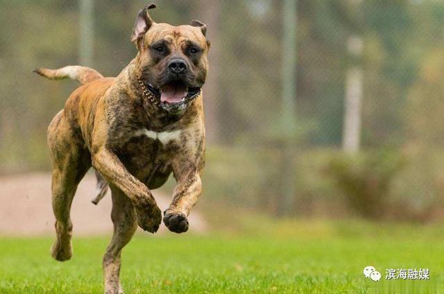 烈性犬是指:荷兰牧羊犬,德国牧羊犬,法国狼犬,捷克猎狼犬,川东犬(重庆