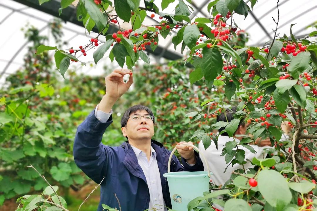 收好这份"溧水樱桃采摘地图",周末就出发!