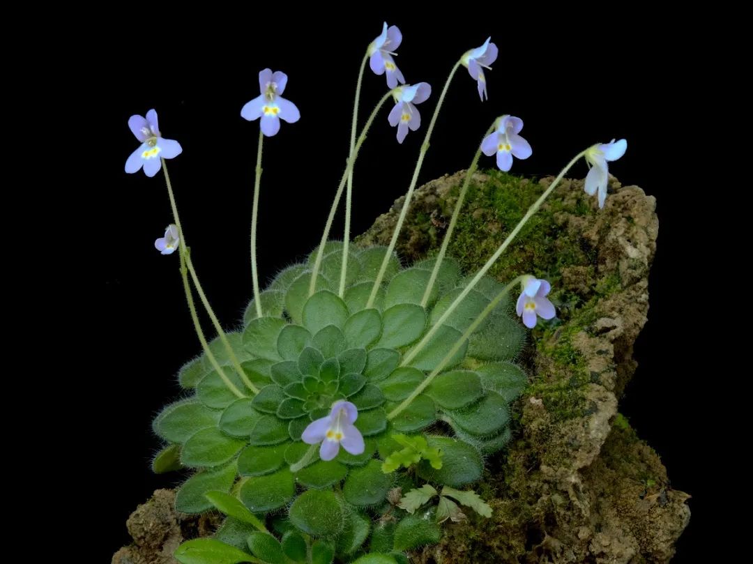 上海国际花展 丨 苦苣苔科植物展火热进行中