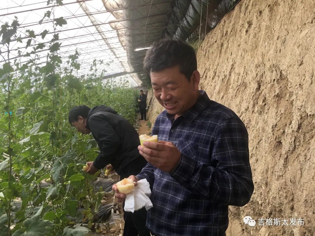 在达拉特旗吉格斯太镇梁家圪堵村有一片香瓜大棚,走进大棚里,瓜叶底下