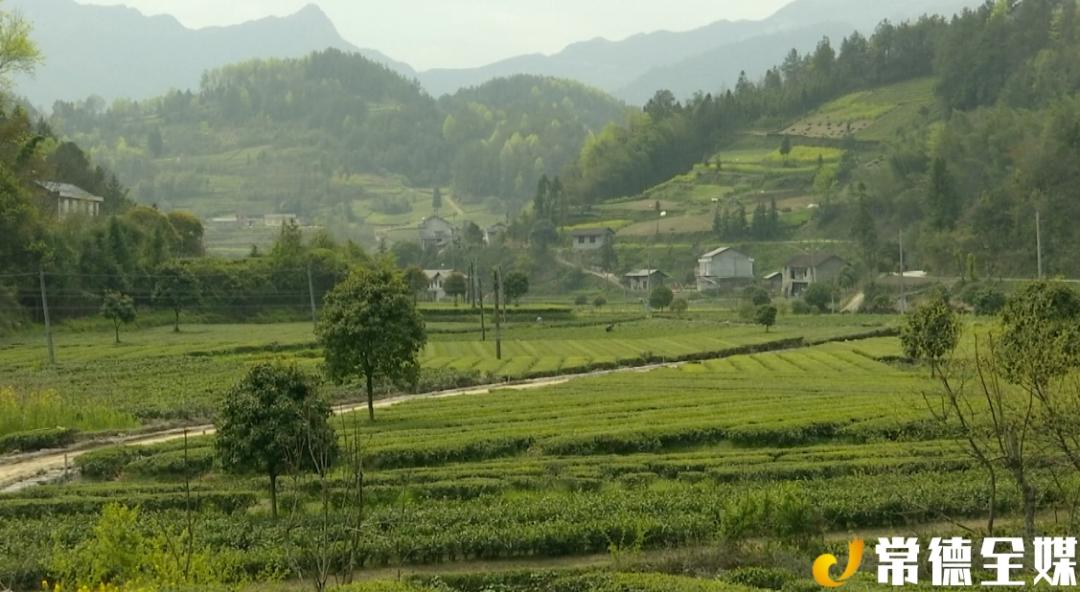 【沅澧百镇千村行】石门县罗坪乡 天画风景 有机茶乡