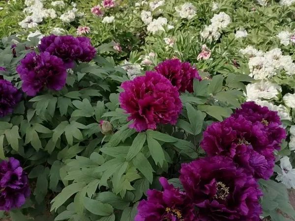 【花情预报】阳春三月芳菲盛 谷雨三朝看牡丹