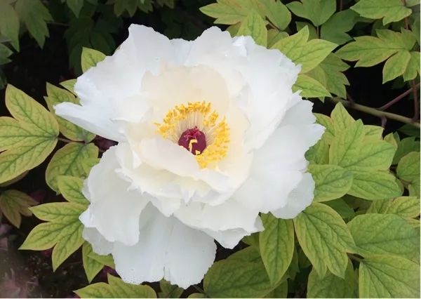 【花情预报】阳春三月芳菲盛 谷雨三朝看牡丹