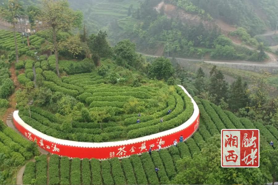 铁锅里的"匠心"比拼 首届湘西黄金茶茶王争霸赛圆满