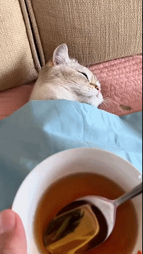 每日一笑,奶奶带大的狗子会变成什么样子