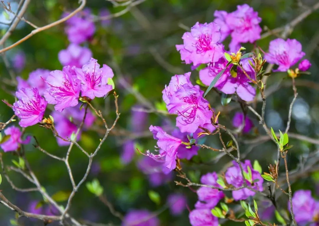 5月来龙湾看野生杜鹃花,这些人免票!