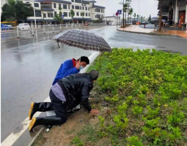 许秀娟发现对面花坛边有位老人趴在地上起不来,立即上报站长侯家良