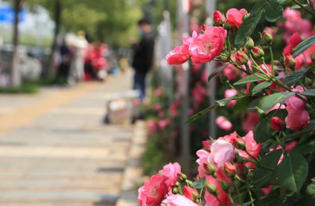 藏不住了!南昌"市花"太美了,一定要去看