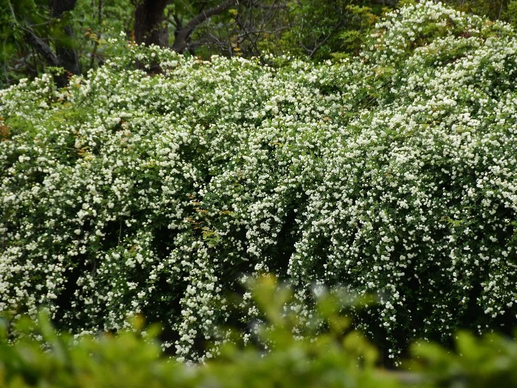 除黄木香外,上海植物园内也展示有木香花,大花白木香等家族成员,眼下