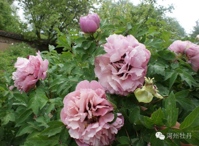 牡丹鉴赏⑤丨唯有牡丹真国色,花开时节动河州