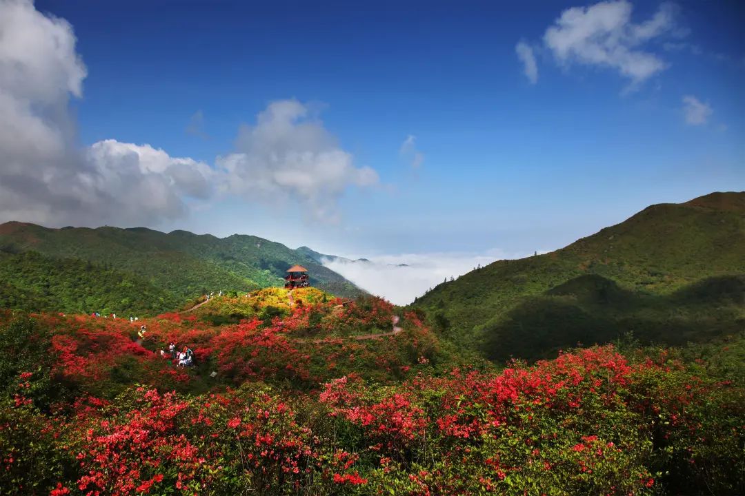 五一不用出长沙,浏阳大围山绝美杜鹃花即将盛开,错过再等一年!