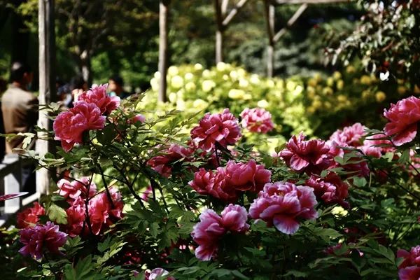 【花情预报】芳菲如锦 壮观人间!4月19日牡丹花情预报来了