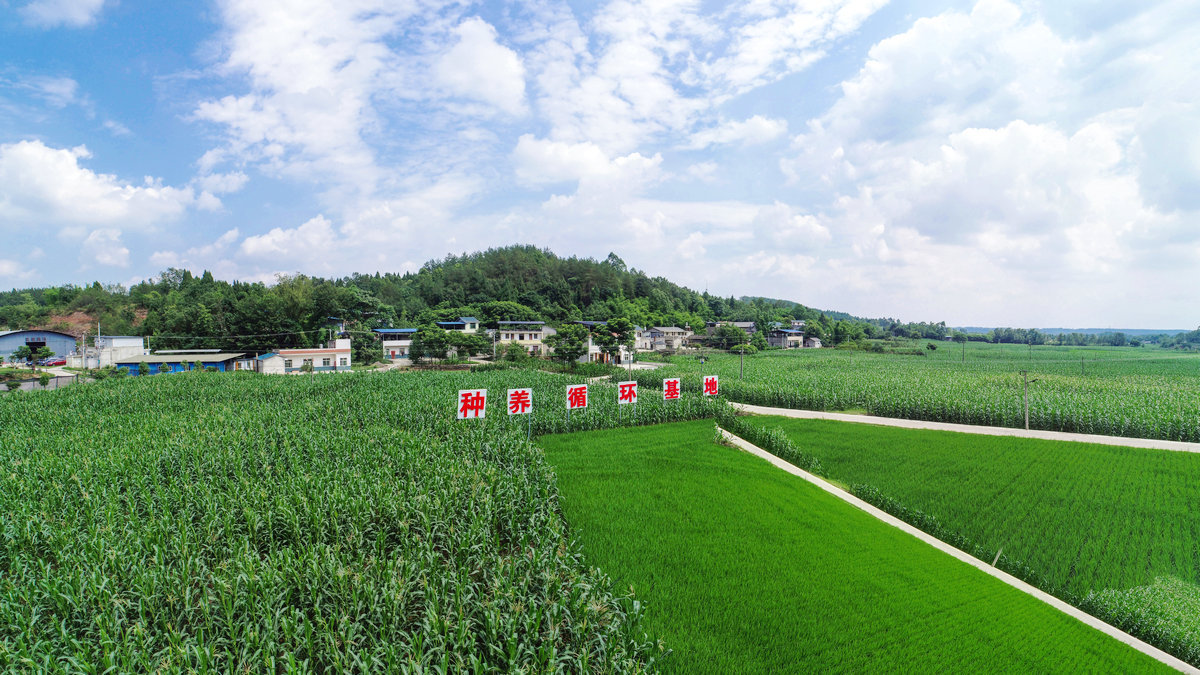 绵阳观察 安州黄土镇江池村种养循环基地(安州区委宣传部 供图) "稳步