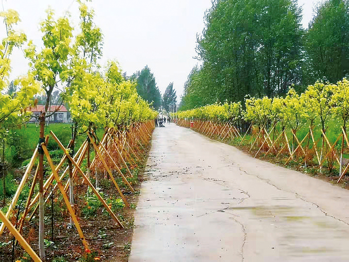 双阳区道路绿化景观.