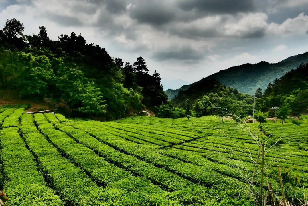 都沐浴了英山的高山,日光和雨露.我的每一片茶叶,我是英山云雾茶.