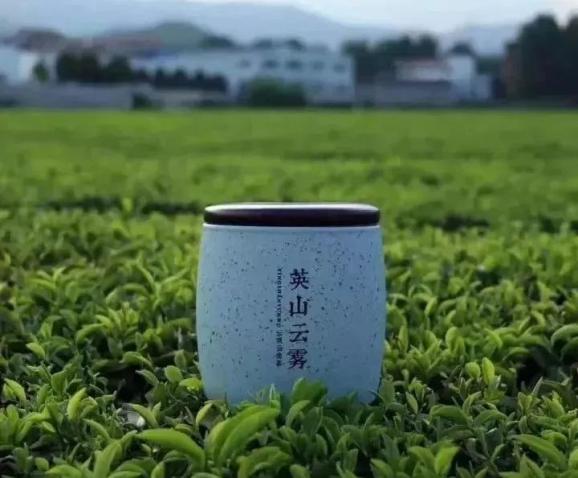 你好我是英山云雾茶