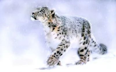 青藏高原孕育出独一无二的雪豹
