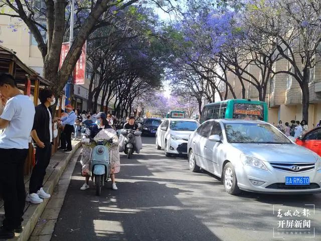 拍照,摆摊,人车混行…蓝花楹迎来盛花期,昆明教场中路却堵起来了