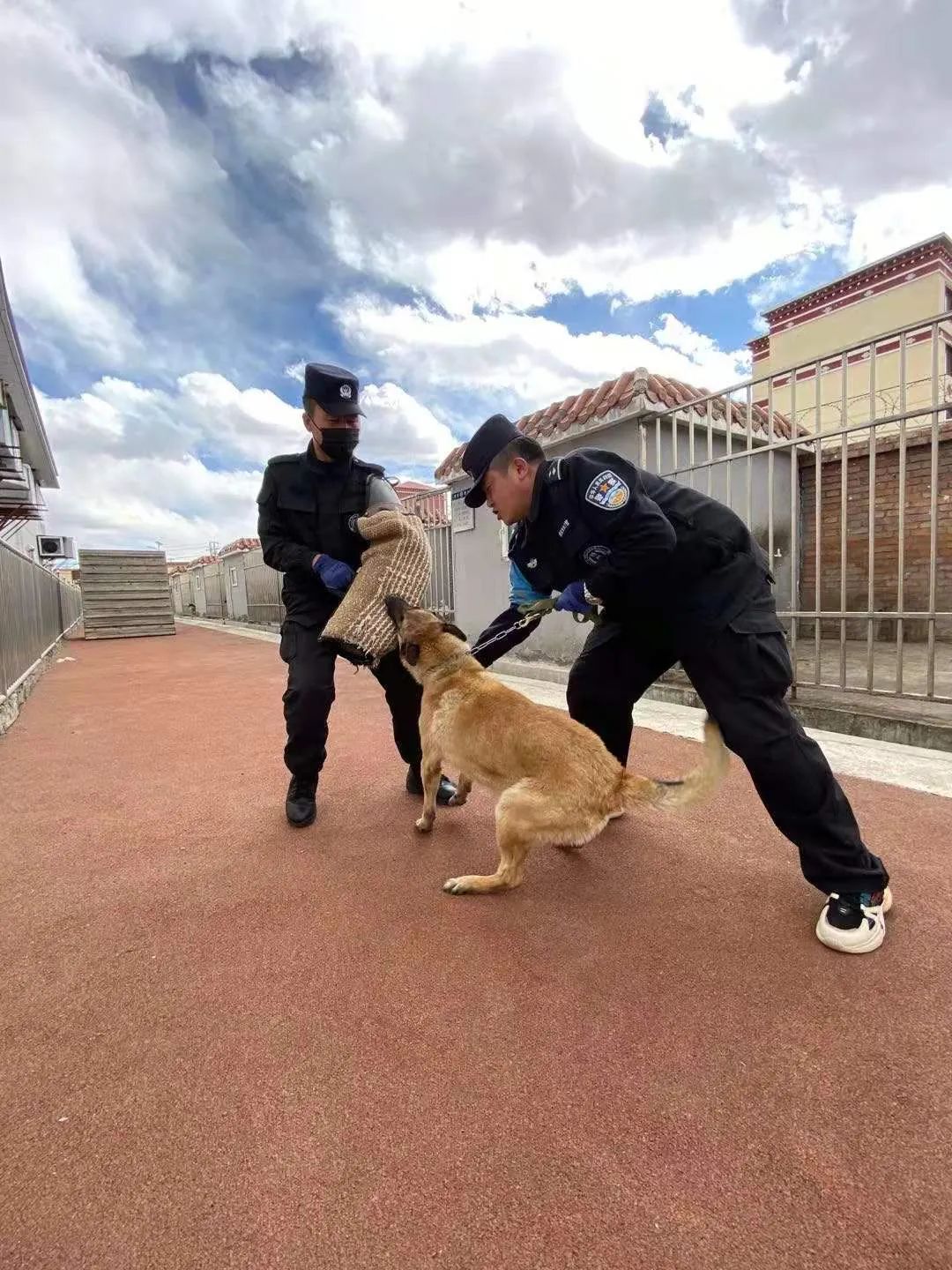 果洛州公安局特警支队直属警犬中队持续开展警犬技术训练工作