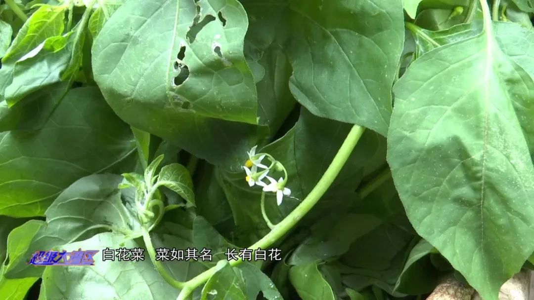 白花菜也叫龙葵,味道微苦,有清热解毒,消肿排脓的功效,还有一定抗癌