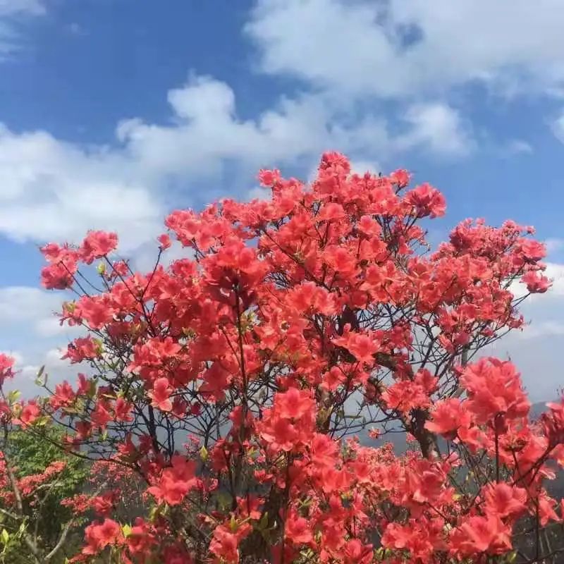 浙江磐安:万亩杜鹃红动磐安