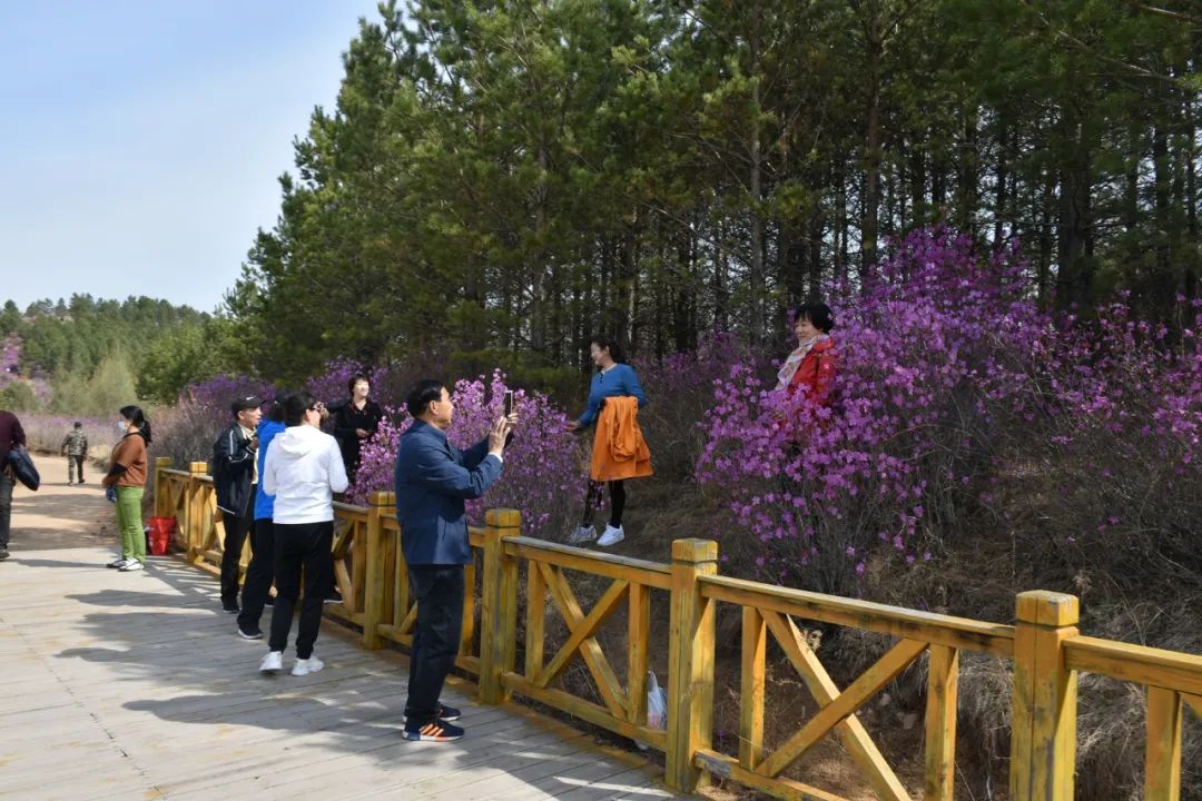 【四方台赏花季】又是一年杜鹃开 紫云岭上踏青来