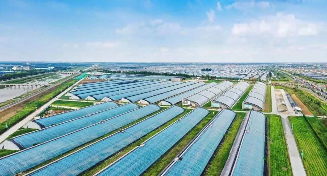 红动齐鲁寿光蔬菜改变中国