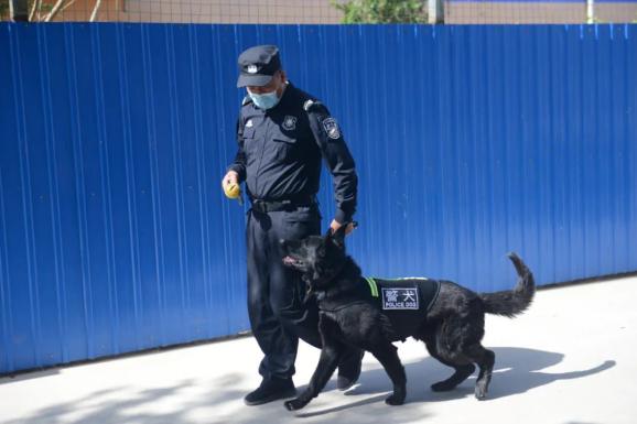 我为群众办实事犬力以赴沙公警犬中队再发力警犬小奥卡又双叒叕立新功