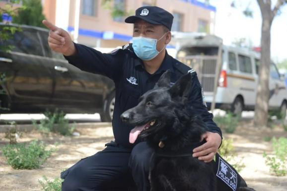 我为群众办实事犬力以赴沙公警犬中队再发力警犬小奥卡又双叒叕立新功