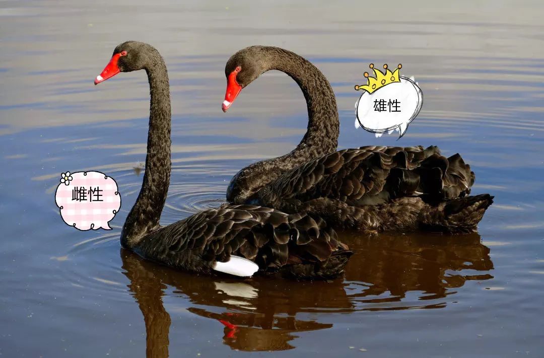 对此专家解释,刚出生的黑天鹅幼仔因羽毛生长还不完全,确实呈灰色