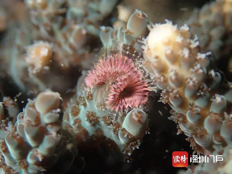 满屏飞"雪"!深圳海域野生珊瑚产卵高清画面来