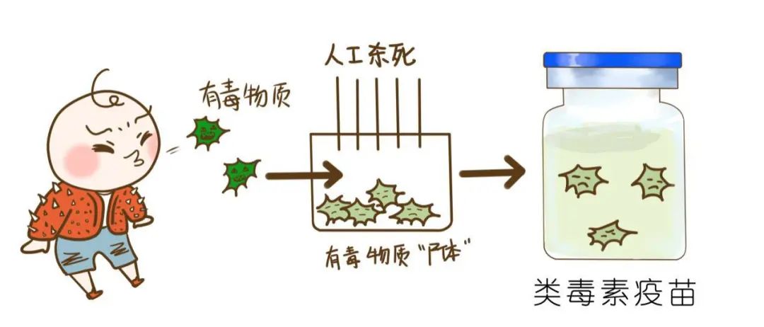 什么疫苗还分活疫苗和死疫苗