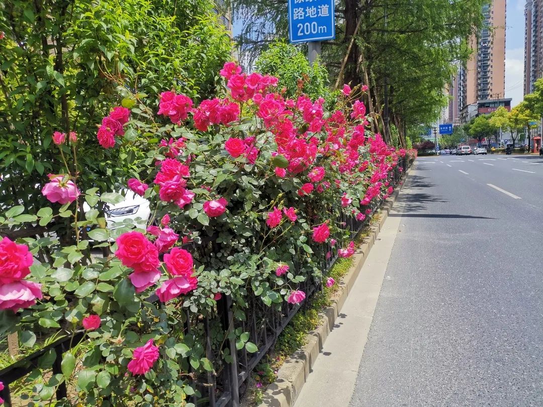 图说黄浦|月季花满暮春时