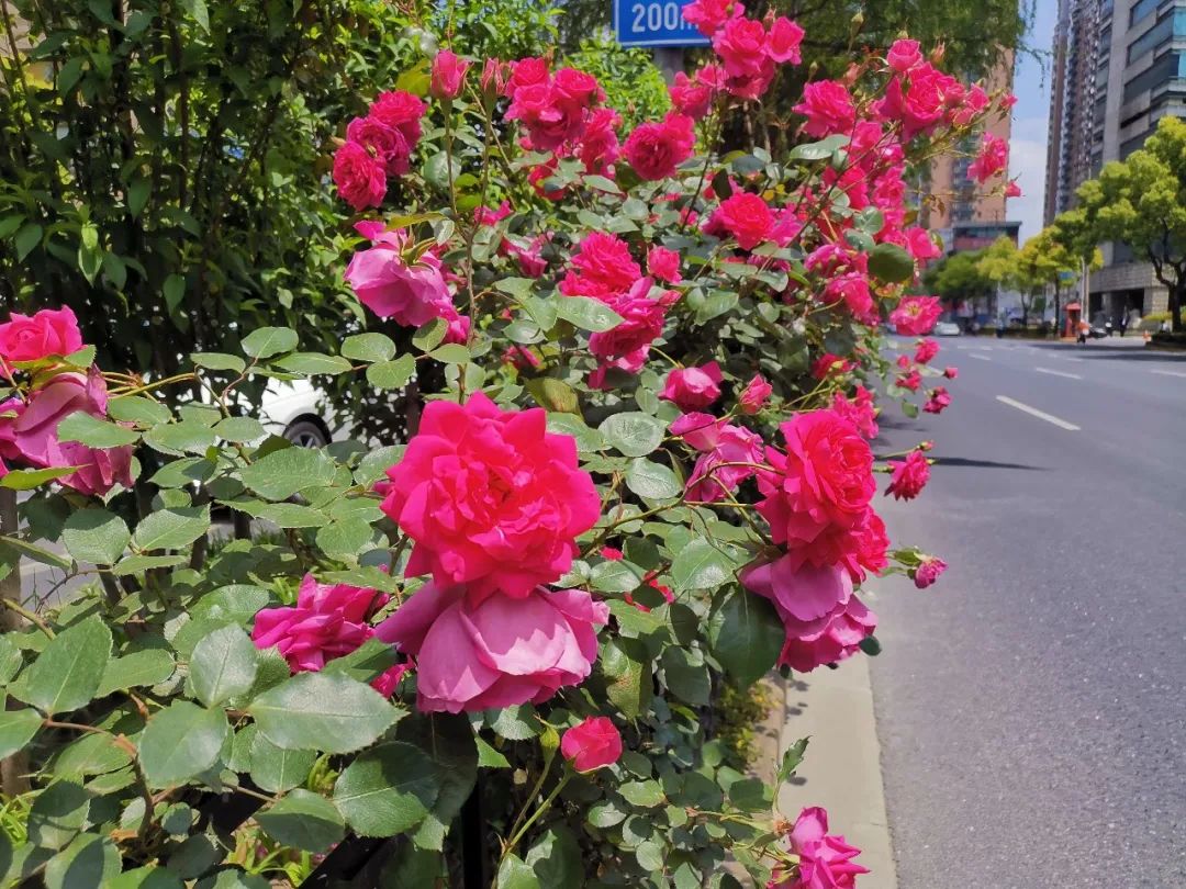 图说黄浦|月季花满暮春时