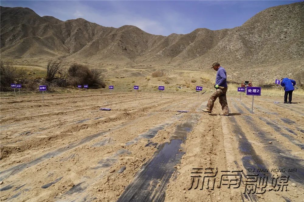 近日,肃南县农业技术推广中心的技术人员来到祁丰藏族乡祁林村胡麻新