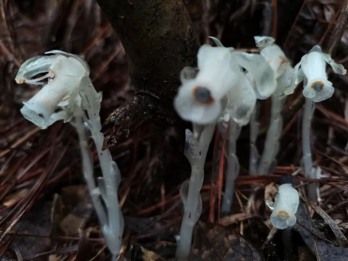 神似豌豆射手长沙惊现水晶兰