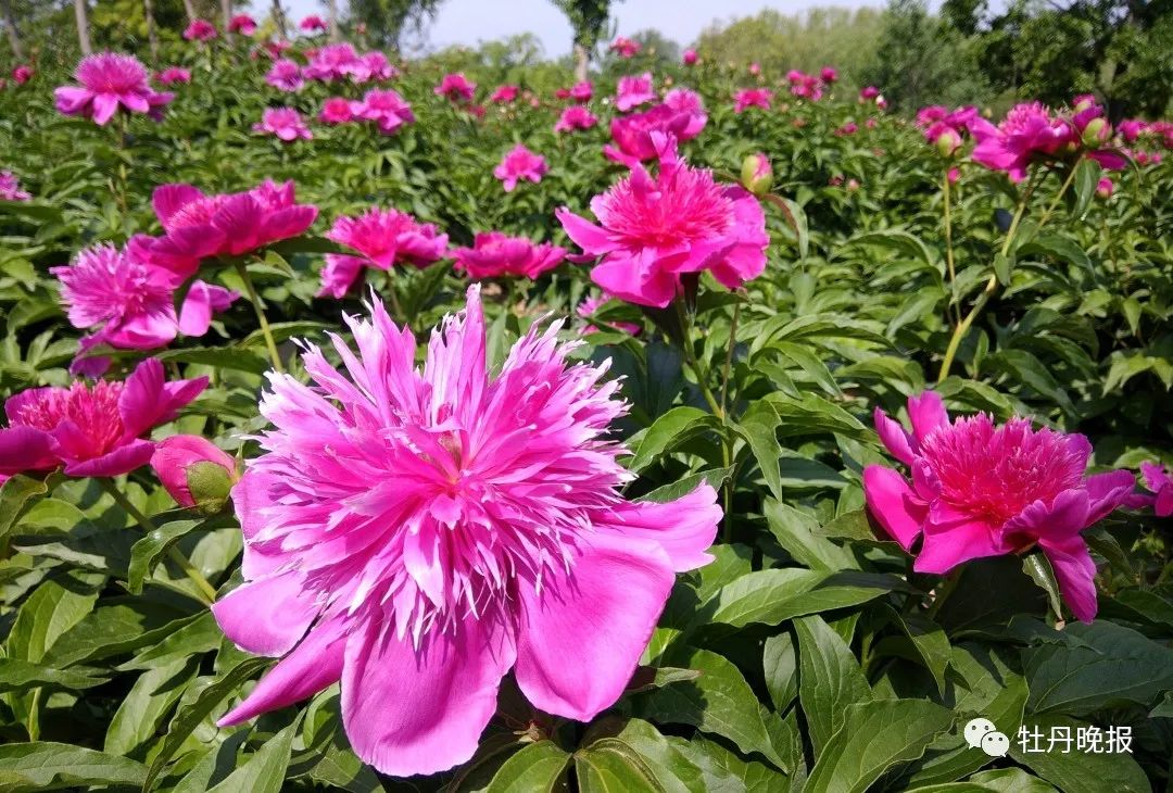 芍药"接档"牡丹,菏泽春色无尽!