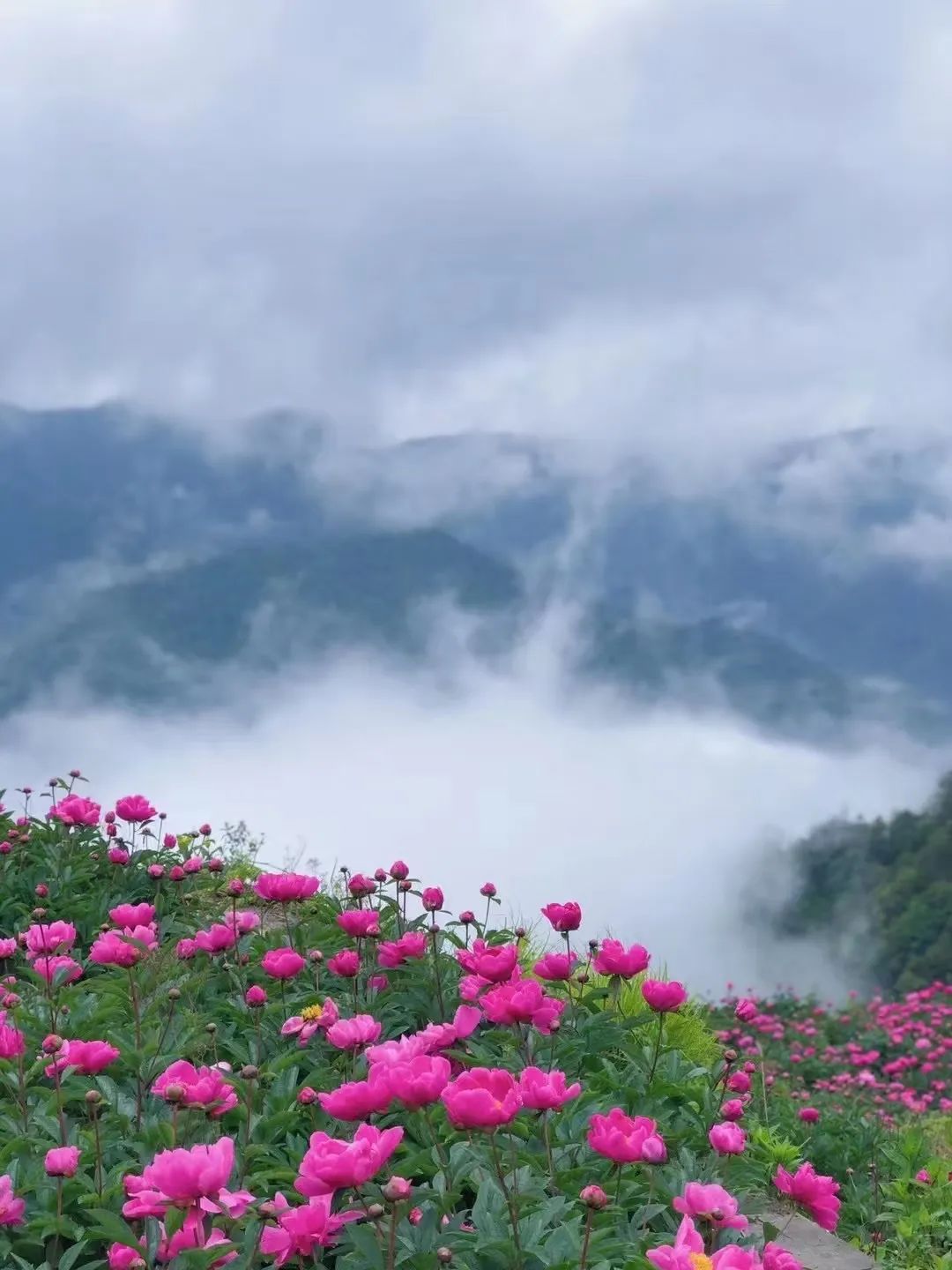 图片来源:朋友圈暮春初夏时节黄岩屿头乡白石村牡丹庄园的芍药花,可劲