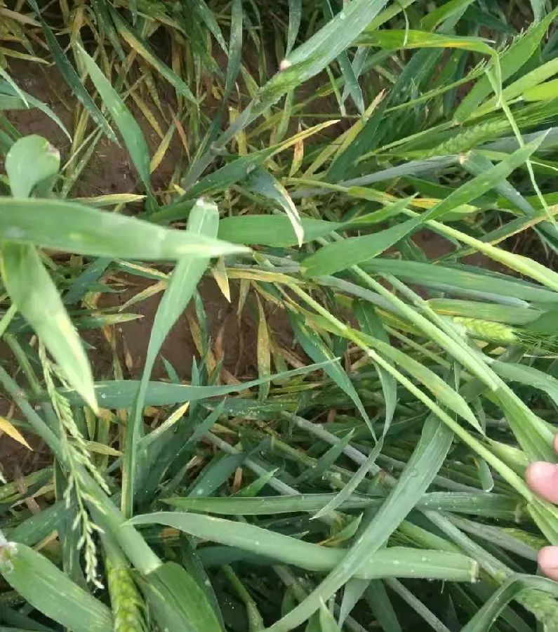 防止小麦条锈病刻不容缓