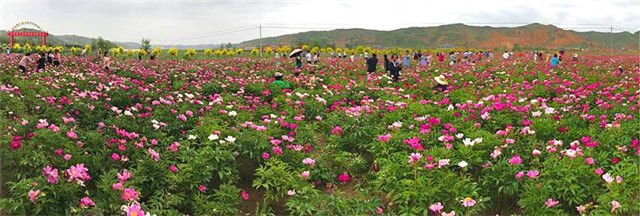 诗画华亭东华镇黎明川芍药种植基地