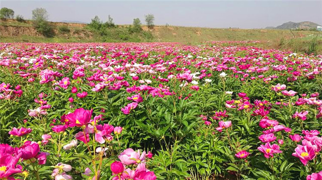 诗画华亭东华镇黎明川芍药种植基地