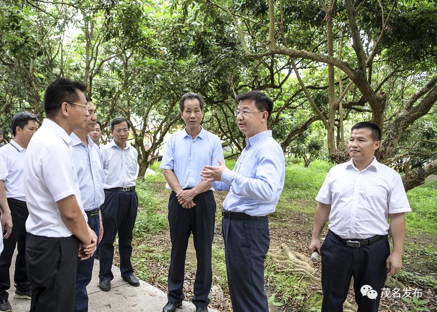 5月2日,市委副书记,市长庄悦群到茂南,高州,电白等地调研乡村振兴工作