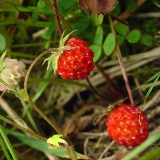 澎湃号>大家中医> 现在我们吃的草莓,都是野生的草莓经过人工杂交培育