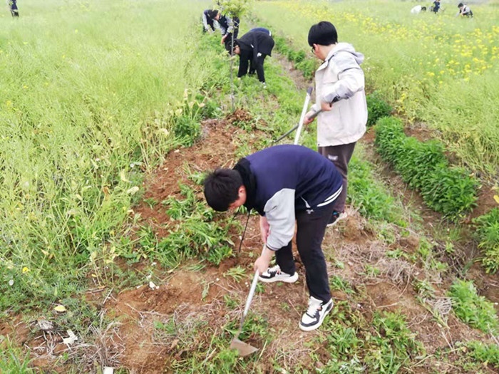 将劳动教育搬到田间地头