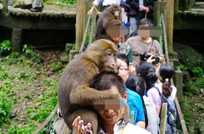 有多少游客被峨眉山的猴子亲过脸?