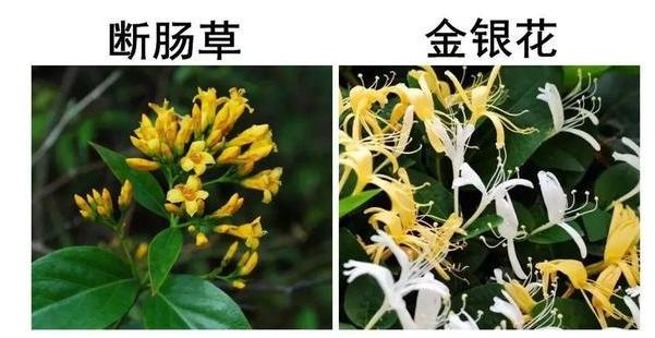 金银花&钩吻花