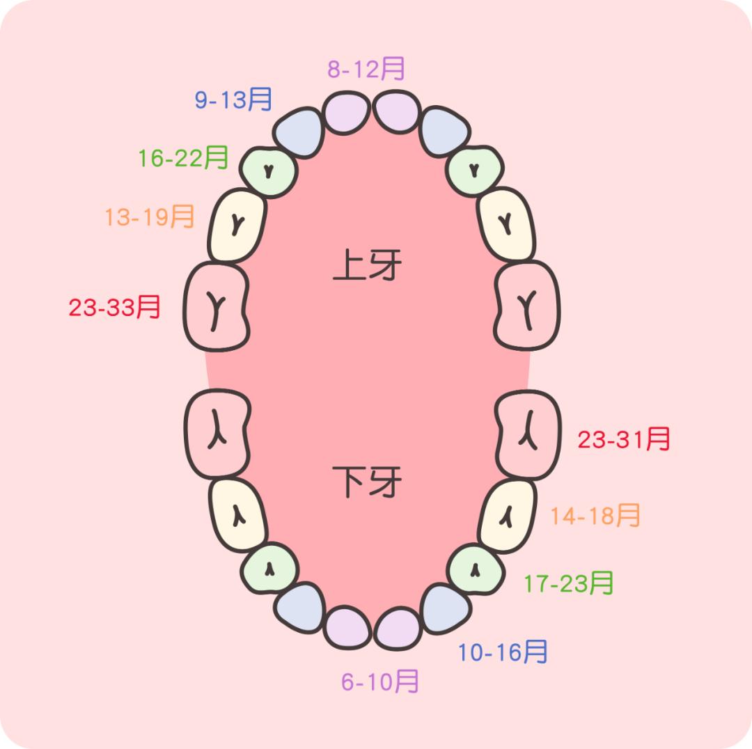 是发育不良误区二:孩子不按顺序长牙也就是说,宝宝出生时,乳牙都已经