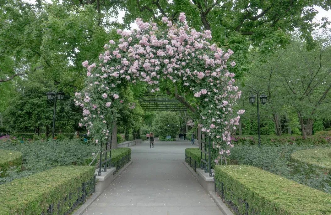 春日寻花丨花中皇后月季花开正当时申城这些公园美翻了